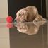 GoldenRetriever