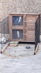 rabbit hut