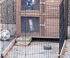 rabbit hut
