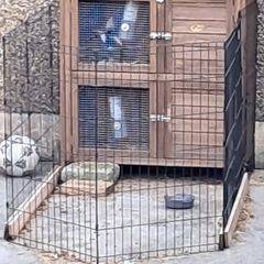 rabbit hut