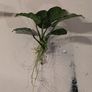 Anubia Barteri aquarium plant Image 2