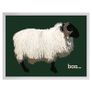 Blackface Mountain Sheep Achill, 2D framed 16 x 12 inch Image 2