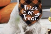 Halloween Costume