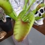 Venus flytrap artifical plant Image 5