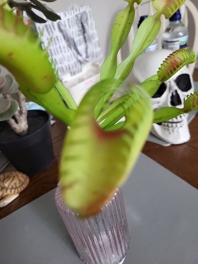 Venus flytrap artifical plant
