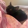Black smoke kitten Image 3