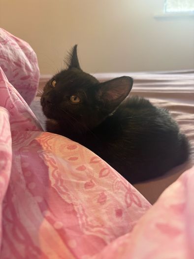 Black smoke kitten