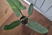 Philodendron Silver Sword plant