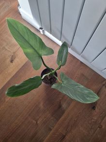 Philodendron Silver Sword plant