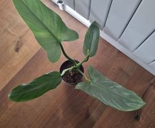 Philodendron Silver Sword plant