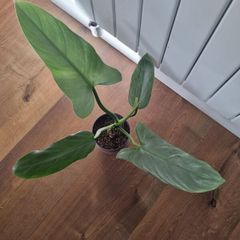 Philodendron Silver Sword plant