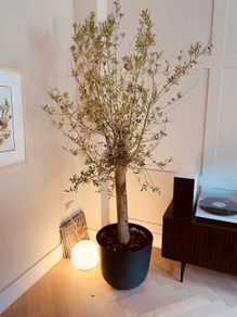 Large Olive Tree in Pot