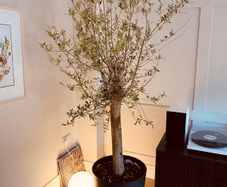 Large Olive Tree in Pot