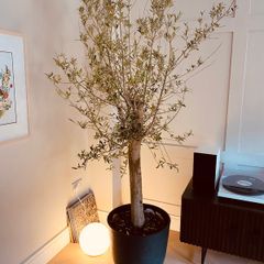 Large Olive Tree in Pot