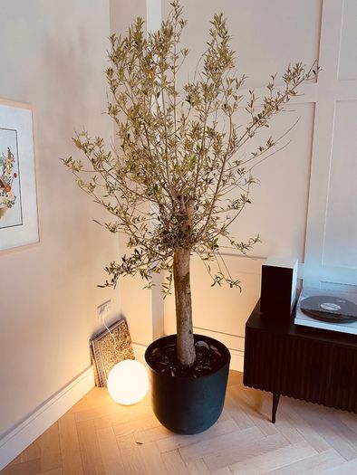 Large Olive Tree in Pot