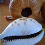 Tiger Cowrie Shell and Sea Urchins Image 3