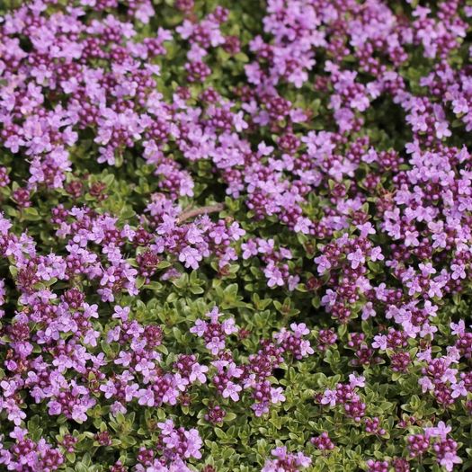 (T) Creeping Thyme seeds 0.1g (883621)