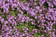 (T) Creeping Thyme seeds 0.1g (883621)