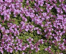 (T) Creeping Thyme seeds 0.1g (883621)