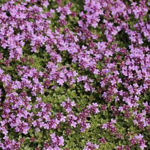 (T) Creeping Thyme seeds 0.1g (883621)
