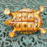 Turtle - Enameled Bronze Image 9