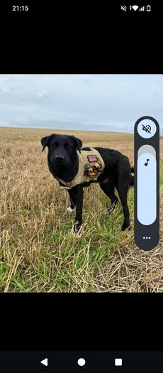 dogs