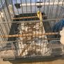 cage Image 9