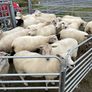 Organic sheep for Ballyjamesduff breeding sale Image 4