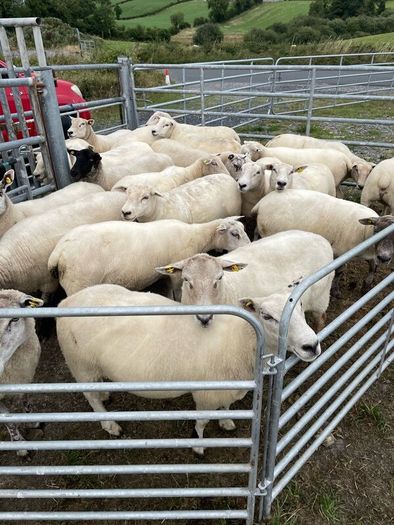 Organic sheep for Ballyjamesduff breeding sale