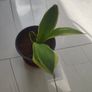 Snake plant Image 2
