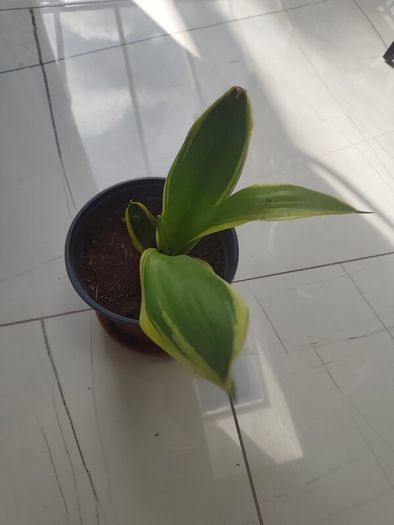 Snake plant