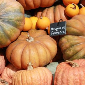 (P) Pumpkin Musque De Provence seeds 1g (123568)