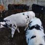 10 weanling heifers Image 5