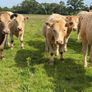 Full symbol organic Cattle Image 4