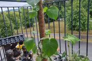 monstera