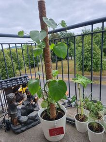 monstera