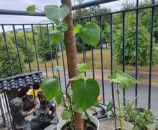 monstera