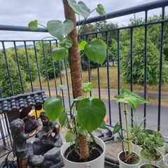 monstera