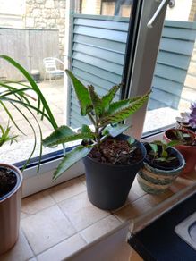 Free kalanchoe plantlets