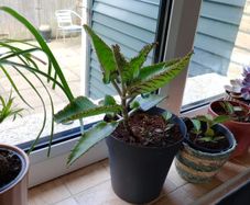 Free kalanchoe plantlets