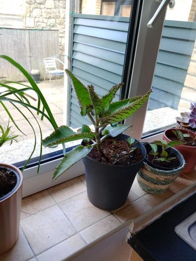 Free kalanchoe plantlets