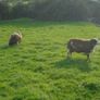 Dutch Spotted Ram Lambs, Spotted Dutch Image 7