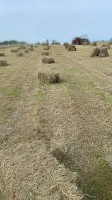 Small square bales and round bales of hay