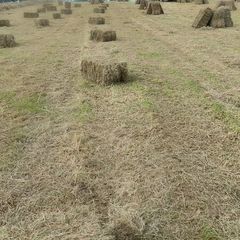 Small square bales and round bales of hay