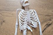 Rubber mini skeleton 30cm