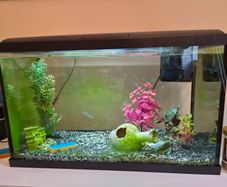 aquarium fish tank