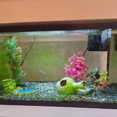 aquarium fish tank