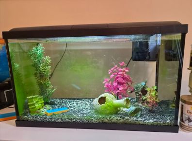 aquarium fish tank