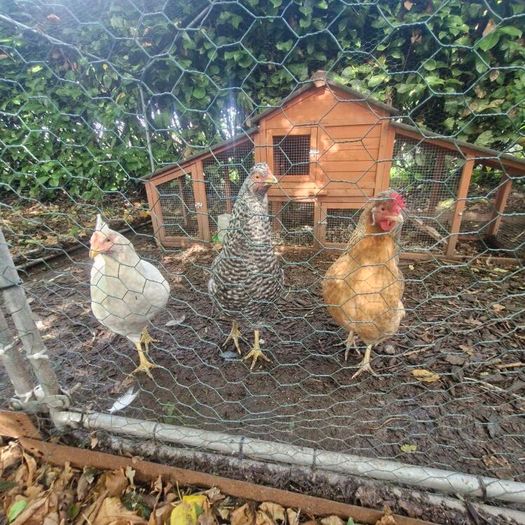 Hens and Hen House