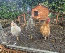 Hens and Hen House